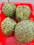 Soursop Lovers Box