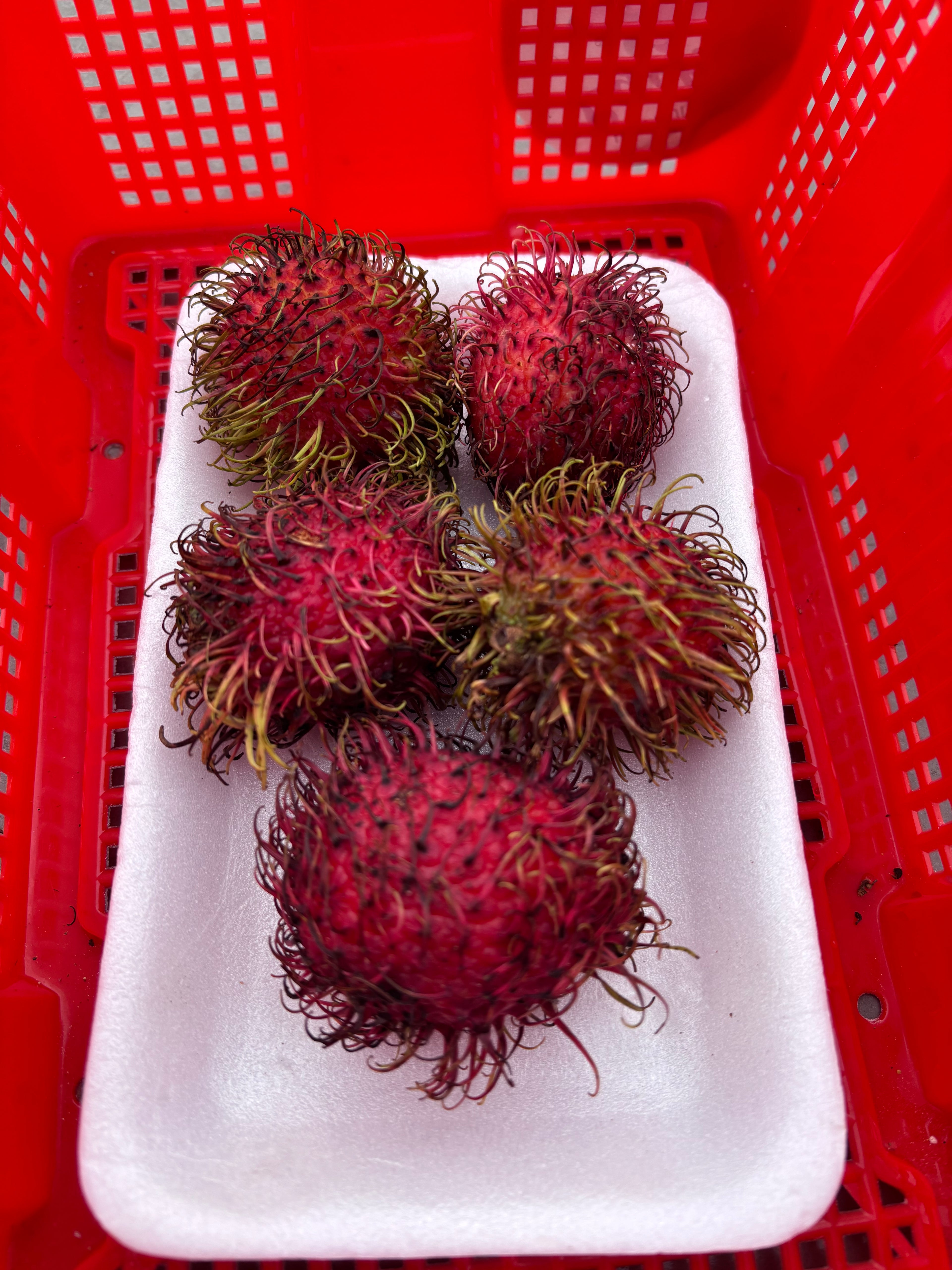 Rambutan