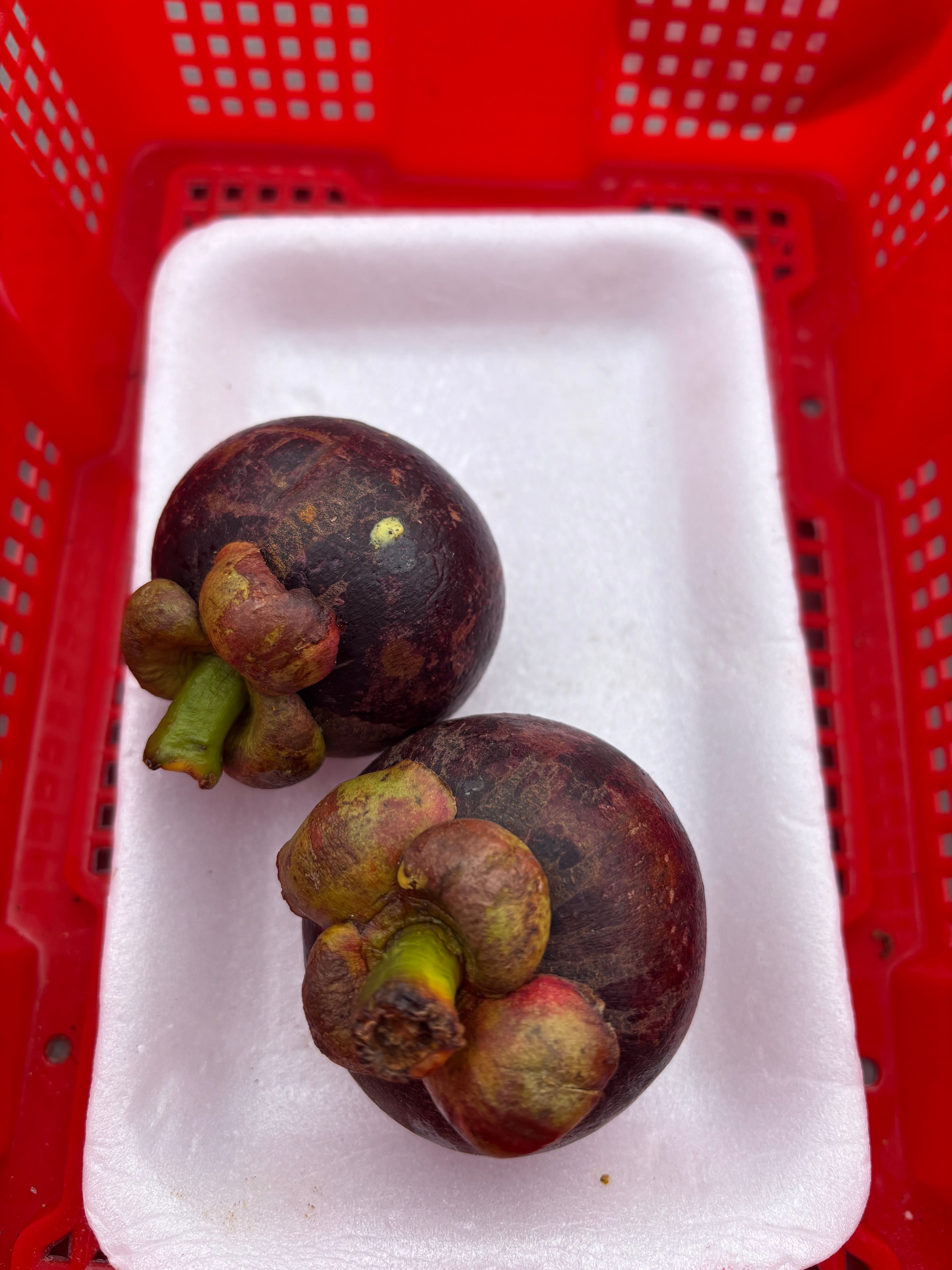 Mangosteen