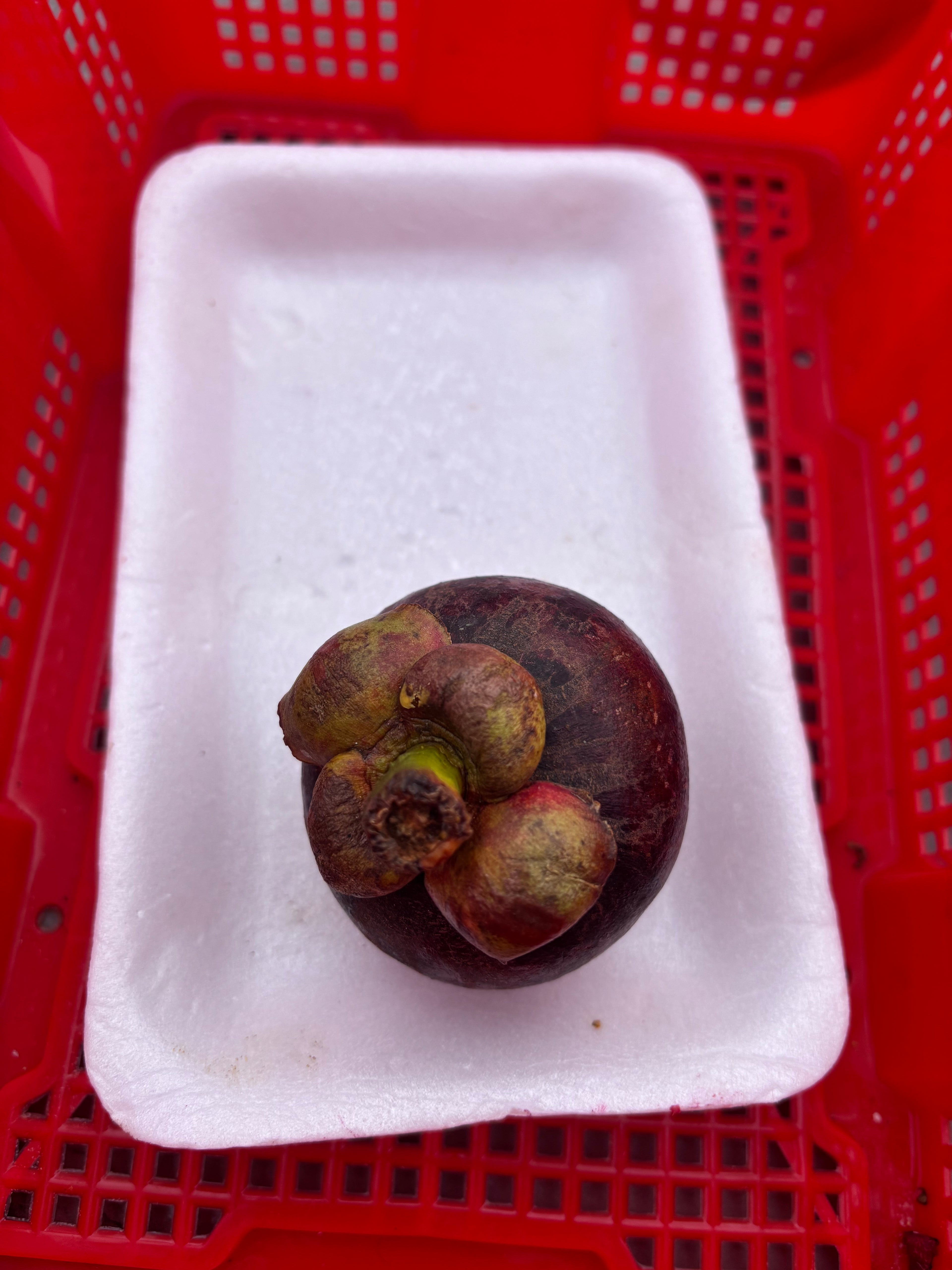 Mangosteen